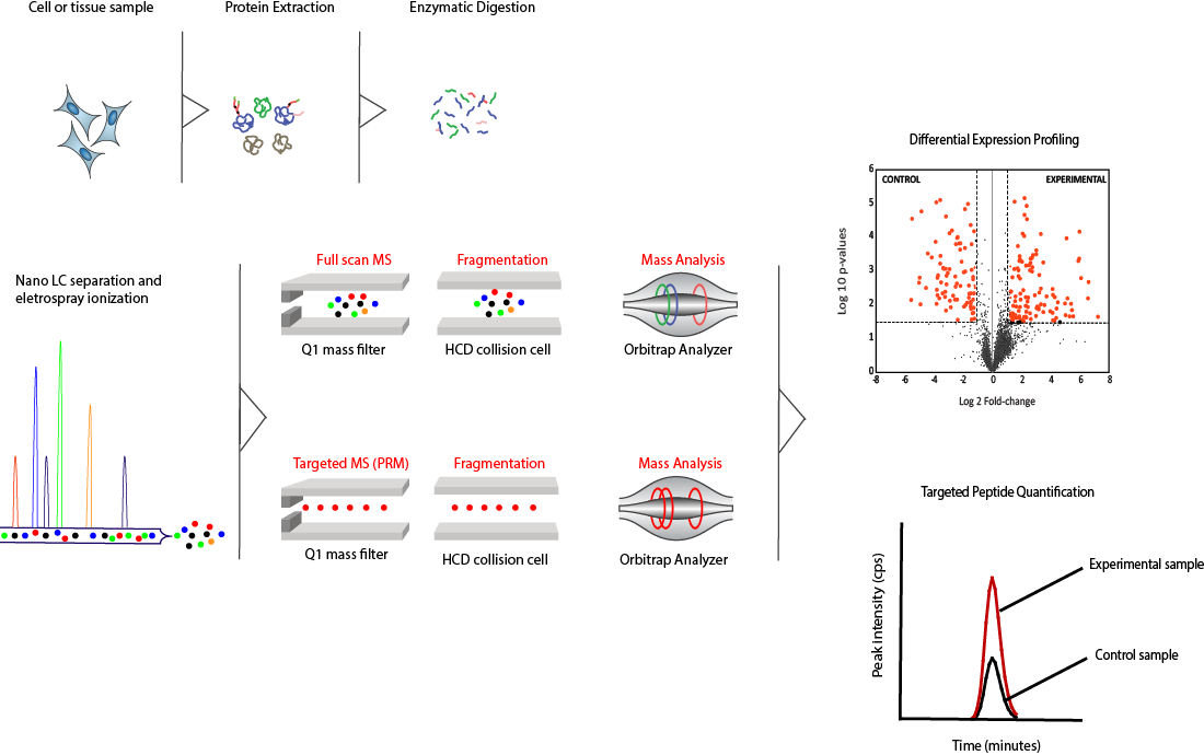Diagramme global du flux de travail
